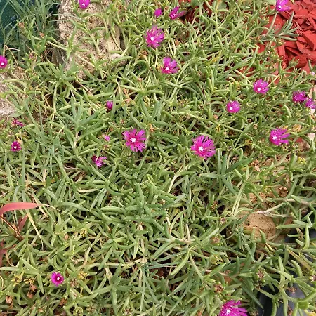 Guest house Jucus Vendeghaz Zalahalap