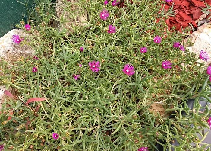 Affittacamere Jucus Vendégház Zalahaláp