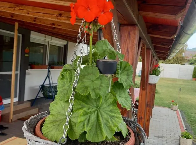 Affittacamere Jucus Vendégház